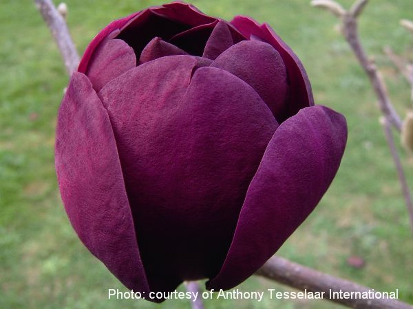 Magnolia 'Black Tulip' - 80 CM Stem C5